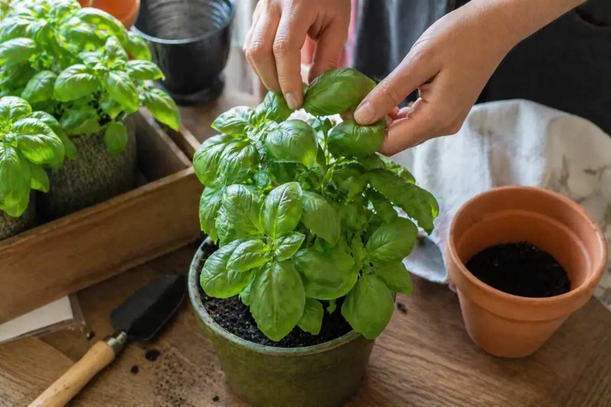 Basilico sul balcone: Il segreto per averlo sempre verde e profumato