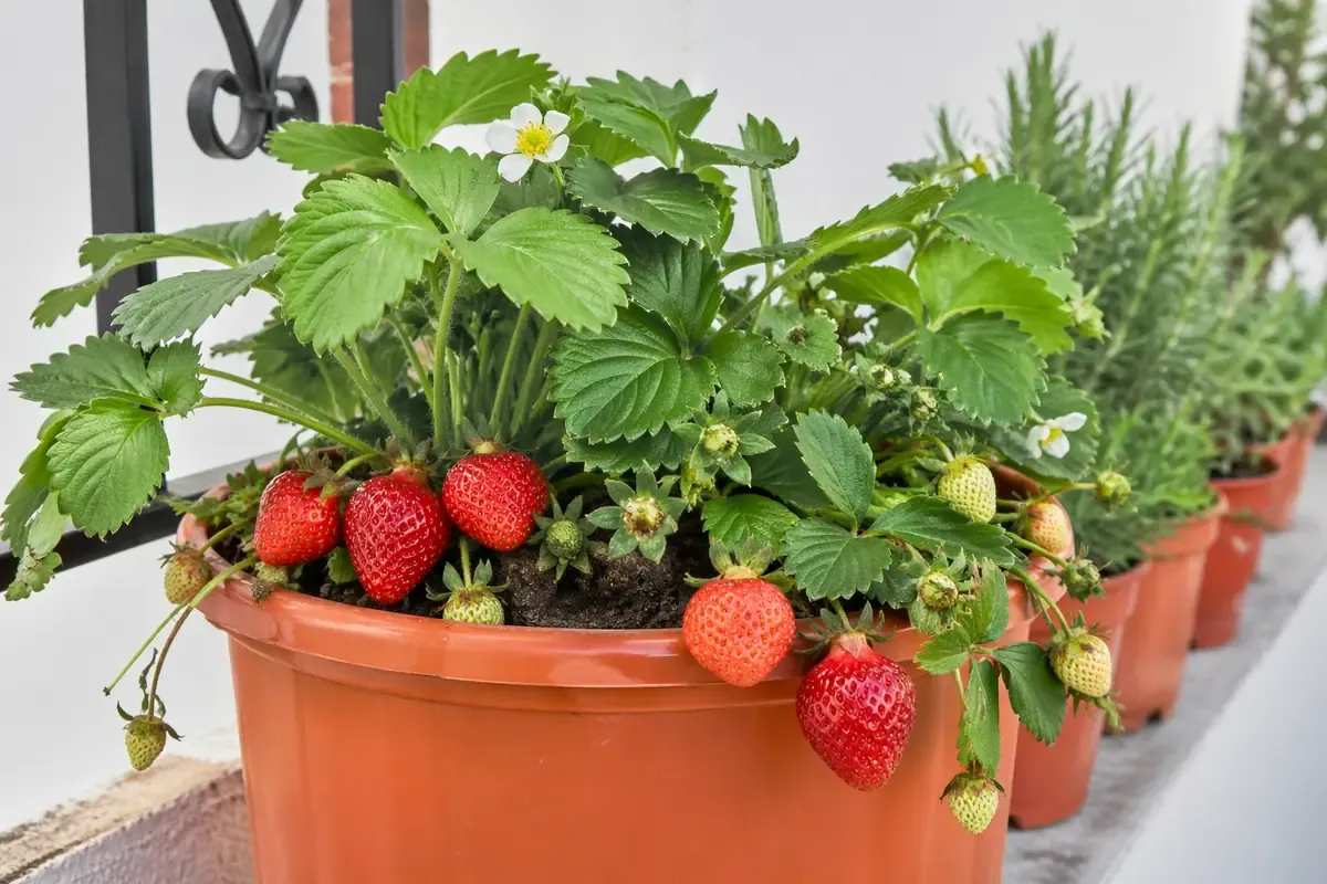 Fragole in vaso, il metodo semplice per coltivarle anche in città