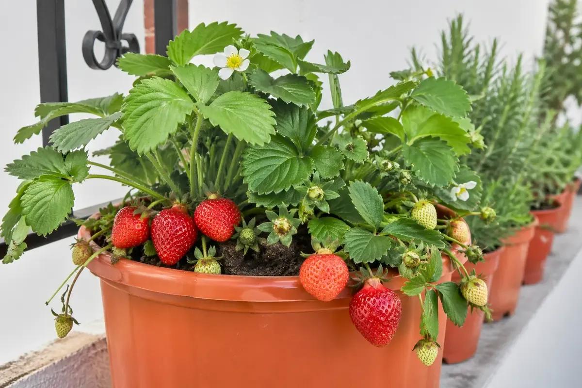 Fragole in vaso, il metodo semplice per coltivarle anche in città